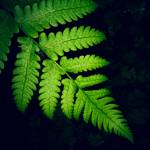 Aria Smith Profile Picture