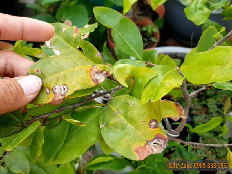 Tìm hiểu bệnh đốm lá trên cây hoa mai - Vườn Mai Hoàng Long