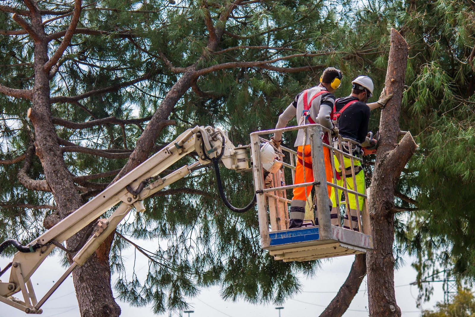 What To Know About Tree Clearing Services?  - XuzPost