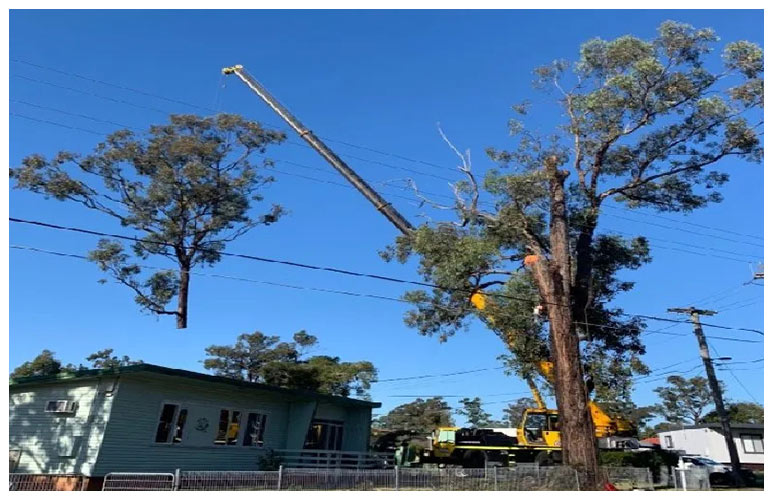 Necessary Details Regarding Tree Removal Western Sydney | TheAmberPost