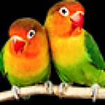 Birdman Parrot Rescue Parrot Rescue Blackpool Profile Picture