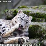 Rudy Conn Profile Picture