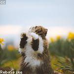 Myrtle Prosacco Profile Picture