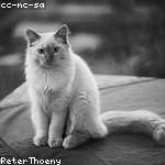 Savion Sanford Profile Picture