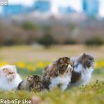 Marcia Corkery Profile Picture