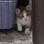 Letha Gorczany Profile Picture