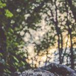 Dorris Veum Profile Picture