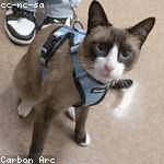 Elinor Heathcote Profile Picture