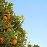 Leilani Rice Profile Picture