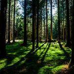 Kariane Koss Profile Picture