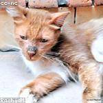 Lisette McCullough Profile Picture