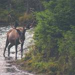 Izaiah Cormier Profile Picture