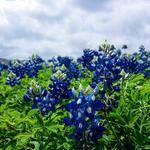 Anastacio Strosin Profile Picture