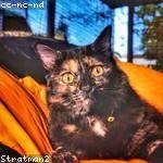 Consuelo Bernier Profile Picture