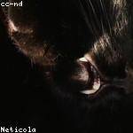 Delmer Balistreri Profile Picture