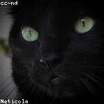 Alan Rice Profile Picture