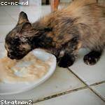 Yvette Carroll Profile Picture