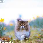 Aglae Murazik Profile Picture