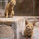 Kurt Kuhn Profile Picture