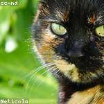 Wayne Rohan Profile Picture