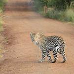 Prince King Profile Picture