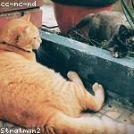 Alex Waelchi Profile Picture