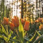 Wilmer Cronin Profile Picture