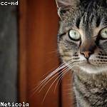 Callie Herzog Profile Picture