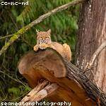 Sandrine Parisian Profile Picture