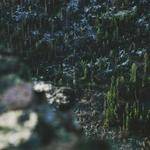 Archibald Trantow Profile Picture