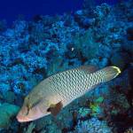 fishes info Profile Picture