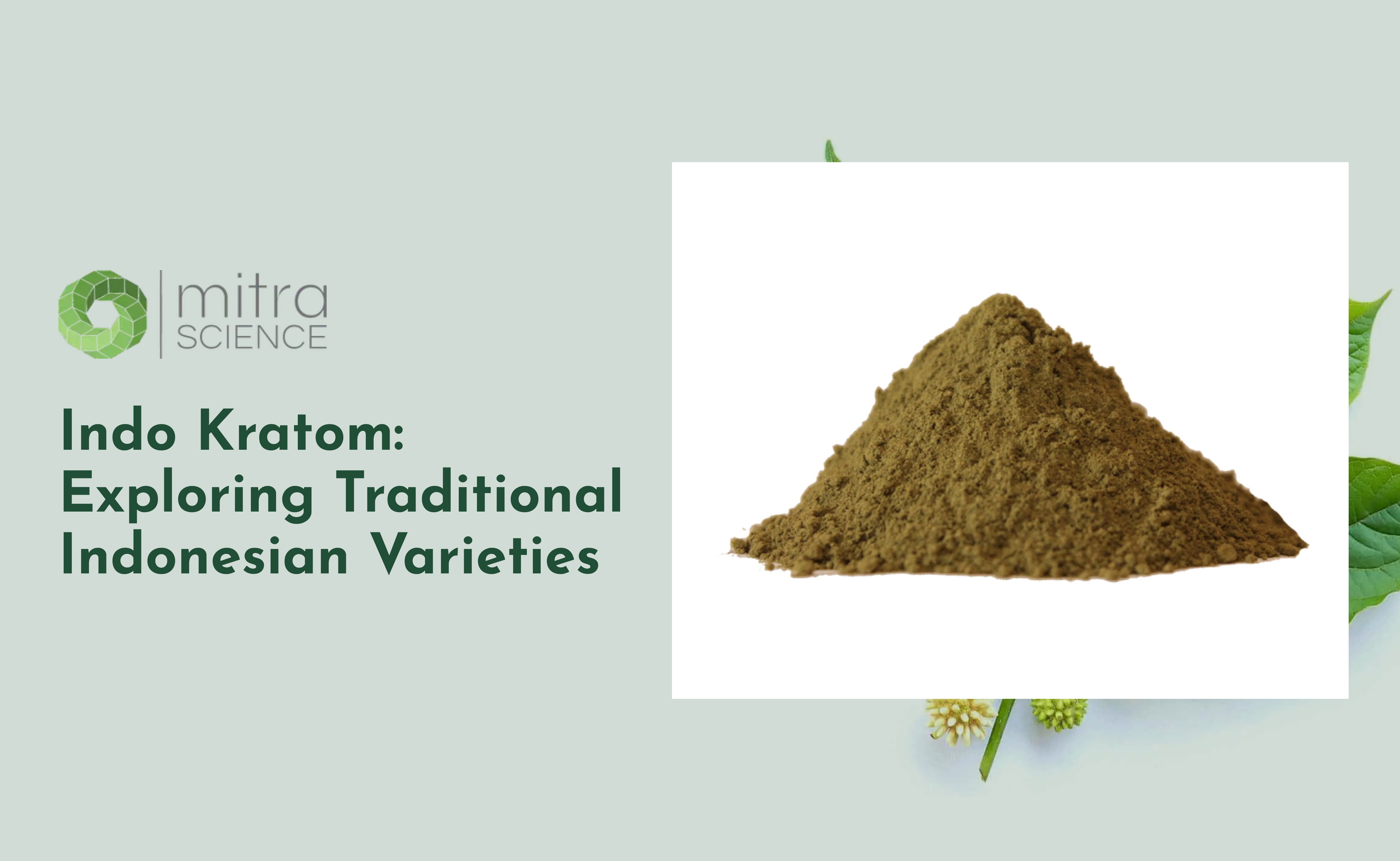 Indo Kratom: Exploring Traditional Indonesian Varieties  – mitrascience