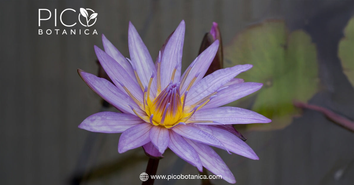 The Effects of Blue Lotus Tea on Sleep and Anxiety– PicoBotanica