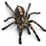 CPR Pest Services Profile Picture