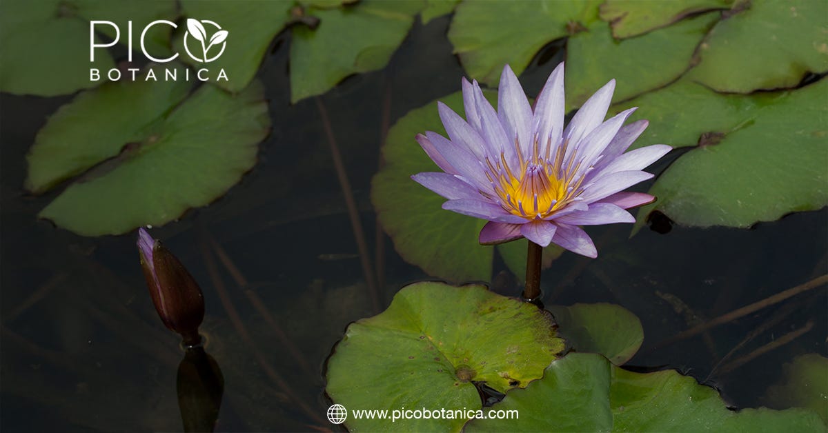How Organic Blue Lotus Flower Enhances Sleep Quality | by Pico Botanica | Apr, 2025 | Medium