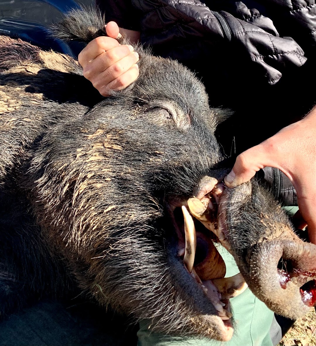 Ultimate Guide for Texas Hog & Dove Hunting