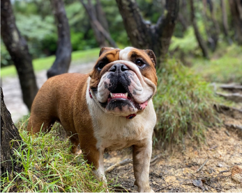 Dog Boarding Auckland - Safe & Comfortable Holiday | K9 Heaven