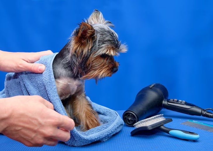 Healthy, Happy, and Clean – Discover Dogs Grooming Services at Furry Friends Pet Resort