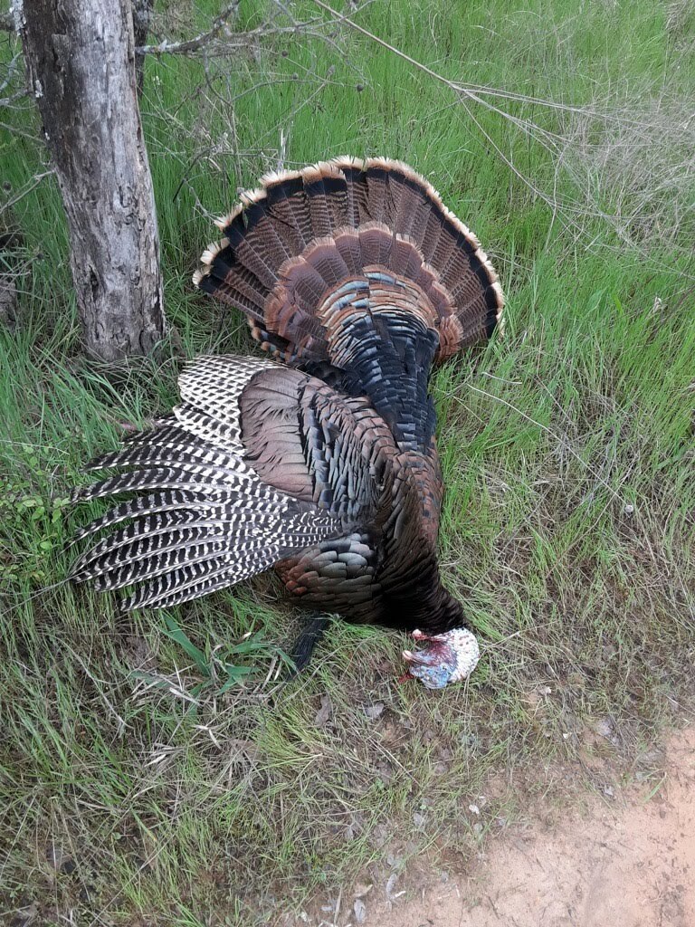 How Successful Are Guided Turkey Hunts in Texas? – @distinctlystupendousblaze on Tumblr