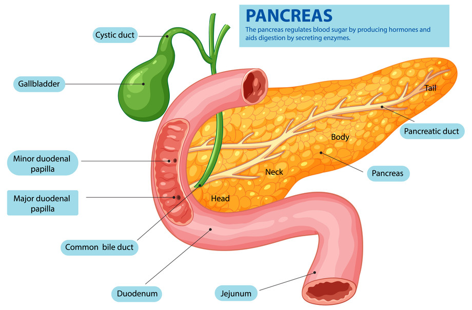 Role of the Pancreas in Diabetes: What You Need to Know