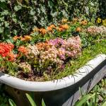 Robin Anthany Profile Picture