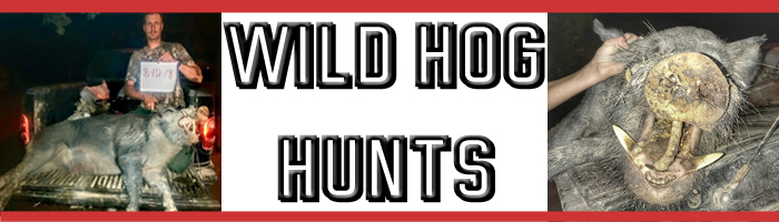 Affordable Hog Hunting Texas | Unlimited Hunting Central TX