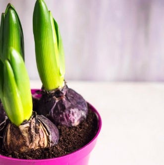 Plant Now, Bloom Later: The Ultimate Seasonal Guide to Flower Bulbs | by PlantArk | Aug, 2025 | Medium
