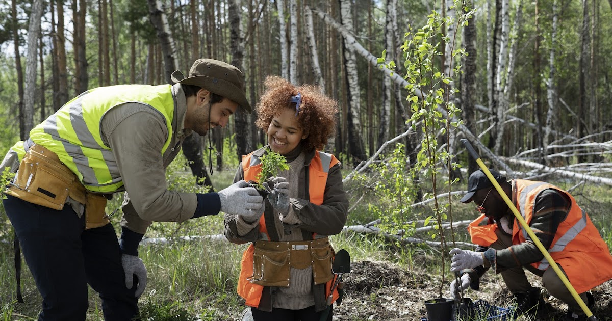 Expert Belfast Tree Surgeons for Safe Tree Removal