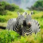 samuel johnson Profile Picture