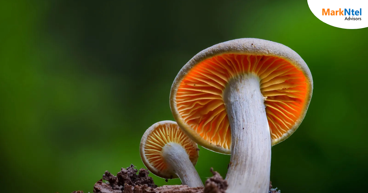 Top 9 Indonesian Mushroom Companies: Comprehensive Industry Research, 2030