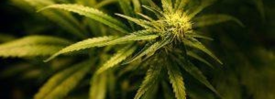 SEATTLE CANNABIS CO Cover Image