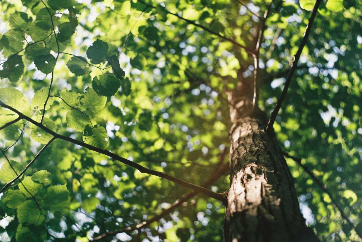 Expert Belfast Tree Surgeons for Safe Tree Removal – Belfast Tree Surgeon