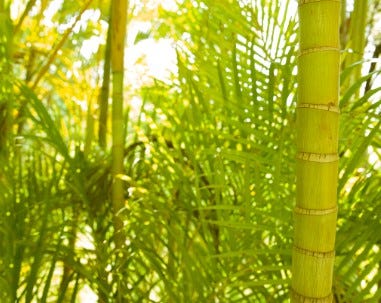 Timeless Beauty: The Rising Role of Cycads in Modern Landscapes