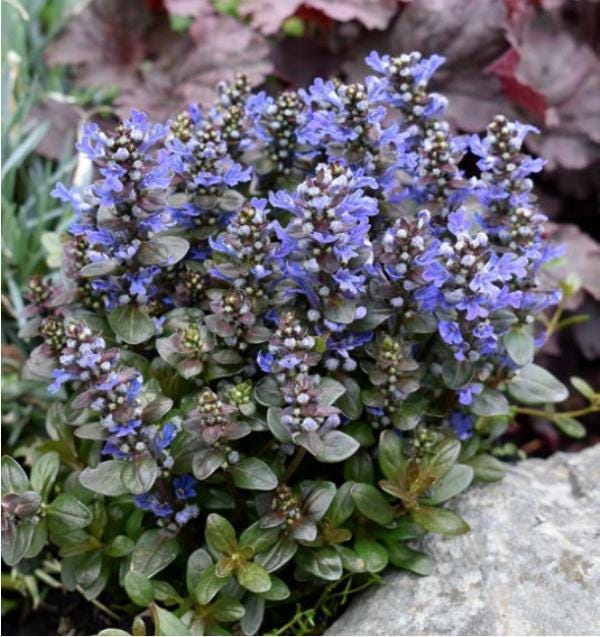 Groundcover Magic: Why Ajuga reptans Belongs in Every Garden